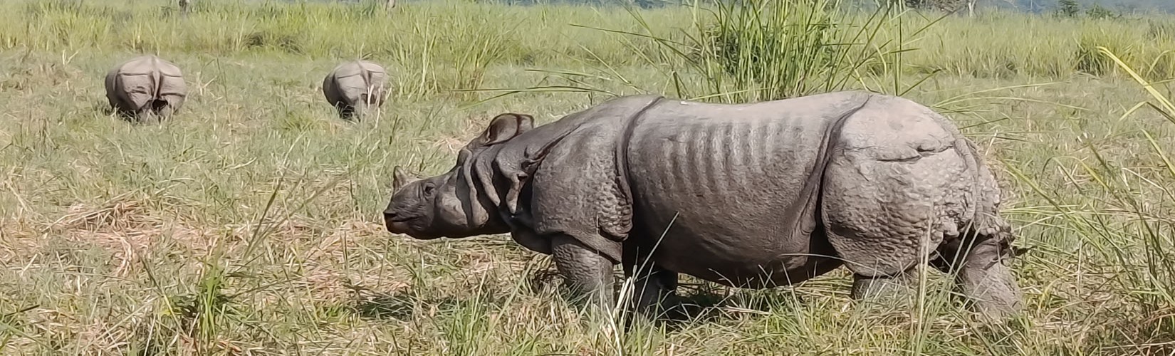 Chitwan Jungle Safari Tour in Nepal