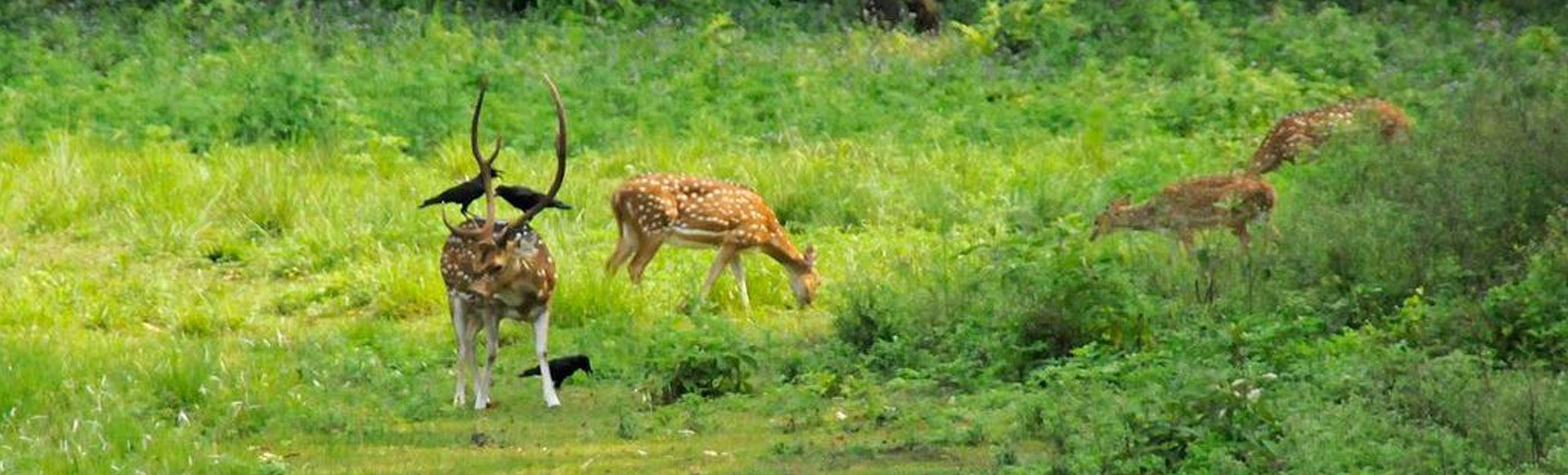 Jungle Safari Tours in Nepal