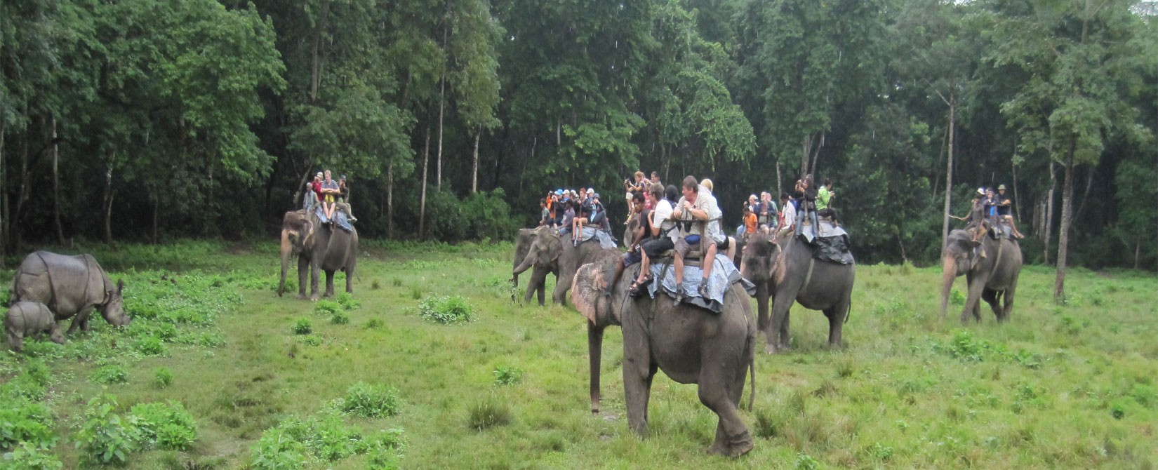 A best wildlife Safari Tour Chitwan Nation park in Nepal 