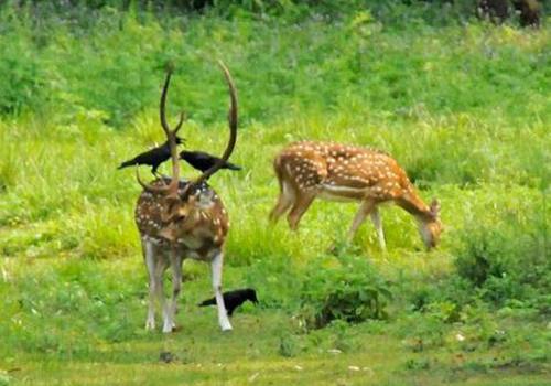 Jungle Safari Tour in Nepal