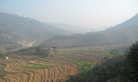 Green crops field on the way to Sirubari 