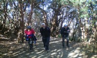 On the way to Ghorepani through Rhododendron forest 