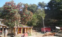 Rhododendron flower Around Temple  