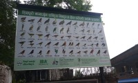 varieties of birds in shivapuri jungle  