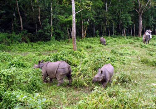 Bardiya wildlife Safari Tour in Nepal 
