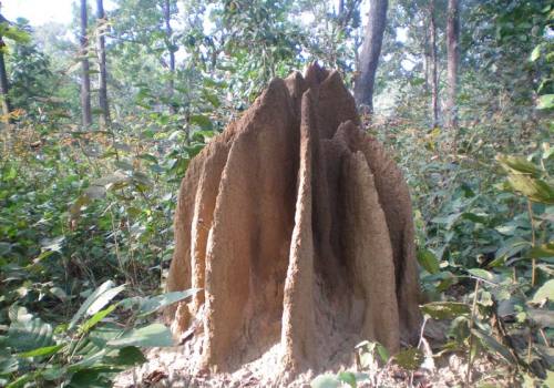 Chitwan Jungle Safari Tour in Nepal 