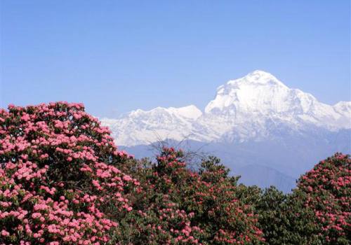 Dhaulagiri Circuit Trekking